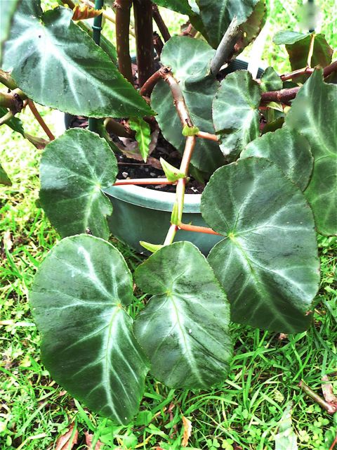 B. ‘angularis ‘Compta’’
